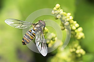 Selective focus on Marmalade Hover Fly, Episyrphus Balteatus