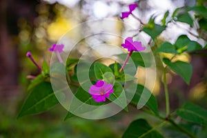 Selective focus of a Mirabilis jalapa, marvel of Peru or four o`clock flower with blurred background photo