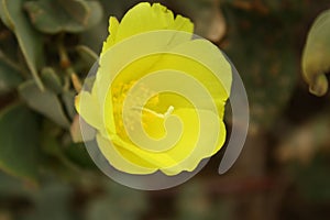 Selective focus of Missouri Evening primrose flower with blurred background