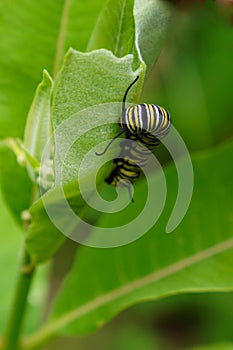 Selective focus on a monarch butterfly catepillar