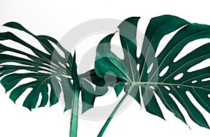 Selective focus of monstera leaves leaf on white color for decorating composition design background