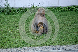 Mother monkey is feeding food to her baby.