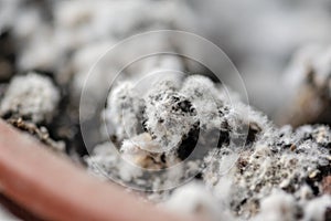 Selective focus on mould growing on a soil in the flower pot with the house plant. Young ivy plant in humid environment. Fungus