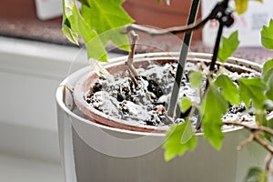 Selective focus on mould growing on a soil in the flower pot with the house plant. Young ivy plant in humid environment. Fungus