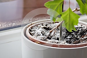 Selective focus on mould growing on a soil in the flower pot with the house plant. Young ivy plant in humid environment. Fungus