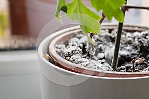 Selective focus on mould growing on a soil in the flower pot with the house plant. Young ivy plant in humid environment. Fungus