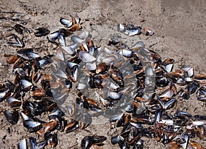 Selective focus on mussel shells in the sand. Natural background of black open mussel shells