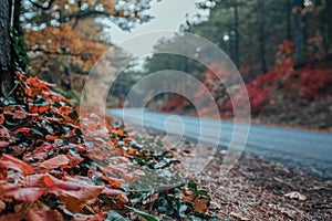Selective focus. Mystic charming enchanting landscape with a road in the autumn forest and fallen leaves on the sidewalk Colorful