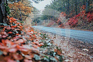 Selective focus. Mystic charming enchanting landscape with a road in the autumn forest and fallen leaves on the sidewalk Colorful