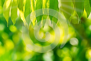 Selective focus of nature green leaves on blurred green bokeh background