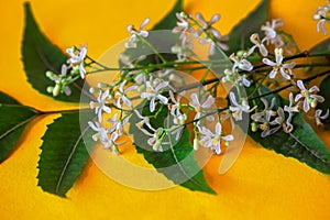 selective focus on neem flowers , Siamese neem tree, Nim, Margosa, Quinine on yellow background, close up ayurvedic herbs