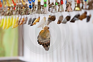 Selective focus newly emerged butterfly drying wings among chrysalises and cocoons