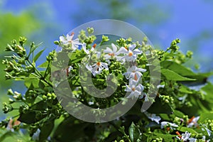 Selective focus of Night-flowering jasmine,Indian name is sheuli flower.