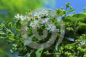 Selective focus of Night-flowering jasmine,Indian name is sheuli flower.