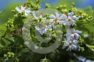 Selective focus of Night-flowering jasmine,Indian name is sheuli flower.