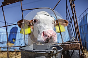 Selective focus on the nose of young calf`s muzzle