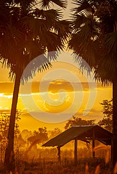 Selective focus on old hut in forest near sugar palm tree in the morning. Golden sunrise sky and silhouette sugar palm tree and