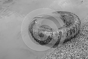 Selective focus of an old tyre covered with mud,water and shells by the beach. Photo in black and white