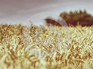 Selective focus onweed in  wheat field, golden grain of wheat
