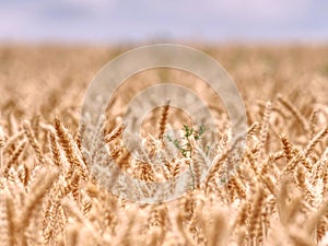 Selective focus onweed in  wheat field, golden grain of wheat