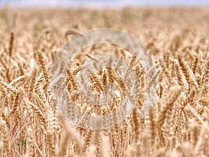 Selective focus onweed in  wheat field, golden grain of wheat