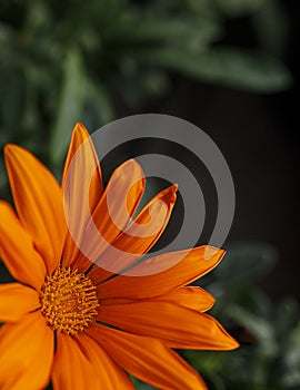 Selective focus of the orange Chinese flower chrysotema with copy space photo
