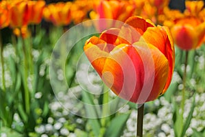 Selective focus of orange Tulip Gesner (Tulipa gesneriana) in a garden on a sunny day