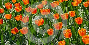 Selective focus of orange Tulip Gesner (Tulipa gesneriana) in a garden on a sunny day