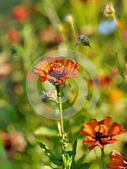 selective focus on orange zinnia flower in bloom