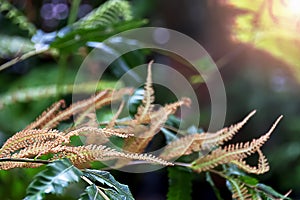 Selective focus on Osmanda fern or Royal fern fertile frond show