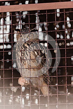 selective focus of owl sitting near photo