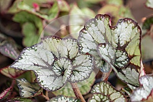 Selective focus Painted leaf begonia in the garden.Colorful pattern of beautiful painted - leaf begonia.Rex begonias