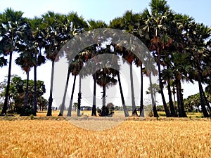 Selective focus palm tree trees and yellow grass