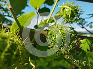 Selective Focus of Passiflora Foetida or Wild Maracuja or Passion Fruit at the Field During the Day