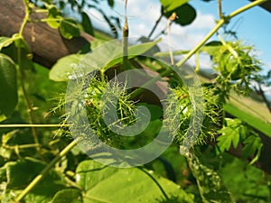 Selective Focus of Passiflora Foetida or Wild Maracuja or Passion Fruit at the Field During the Day