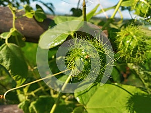 Selective Focus of Passiflora Foetida or Wild Maracuja or Passion Fruit at the Field During the Day