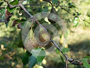 Selective focus of pears on the tree branch with leaves and branches blurred in the background