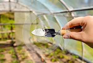 Selective focus on person hand holding gardening trowel spade with pile of baking soda, blurred salad plants.