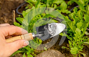 Selective focus on person hand holding gardening trowel spade with pile of baking soda, blurred salad plants.