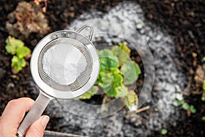 Selective focus on person hand holding sieve with baking soda in garden.