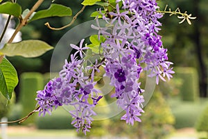 Selective focus Petrea volubilis flower in a garden.Commonly known as purple wreath flower, queen`s wreath, sandpaper vine, and ni