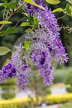 Selective focus Petrea volubilis flower in a garden.Commonly known as purple wreath flower, queen`s wreath, sandpaper vine, and ni