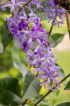 Selective focus Petrea volubilis flower in a garden.Commonly known as purple wreath flower, queen`s wreath, sandpaper vine, and ni