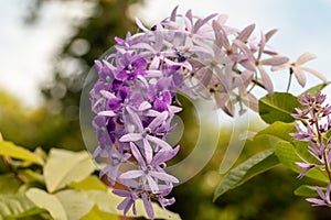 Selective focus Petrea volubilis flower in a garden.Commonly known as purple wreath flower, queen`s wreath, sandpaper vine, and ni