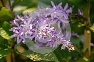 Selective focus Petrea volubilis flower in a garden.Commonly known as purple wreath, queen`s wreath, sandpaper vine.