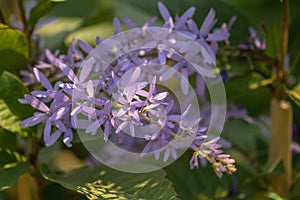 Selective focus Petrea volubilis flower in a garden.Commonly known as purple wreath, queen`s wreath, sandpaper vine.