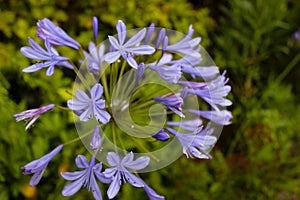 Selective Focus Photo Beautiful Blue Flowers Agapanthus Praecox Or African Lily Flowers