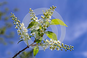 Selective focus photo. Bird cherry tree , Prunus padus blooming photo