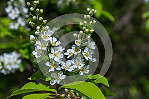 Selective focus photo. Bird cherry tree , Prunus padus blooming photo