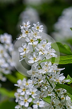 Selective focus photo. Bird cherry tree , Prunus padus blooming photo